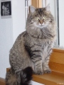 Filou            
