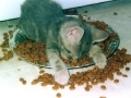 Eatsleep