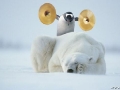 Eisbaer und Pingu